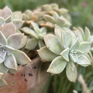 représentation d'une plante comme la sérénité de la psychologie positive